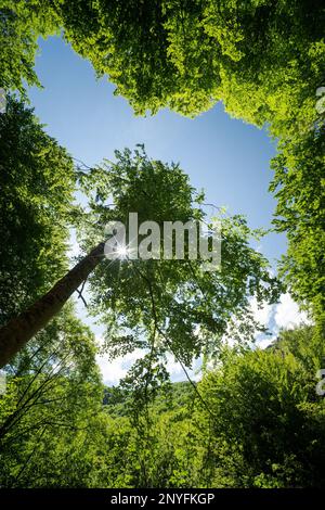 De dessous de grands arbres avec feuillage vert croissant dans la forêt sous ciel bleu sans nuages le jour ensoleillé Banque D'Images