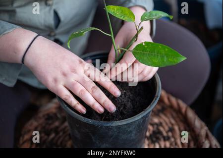 femme en gros plan rempot une plante de fruit de la passion dans un pot noir rond debout sur une table, vue de haut angle, pas de visage visible Banque D'Images