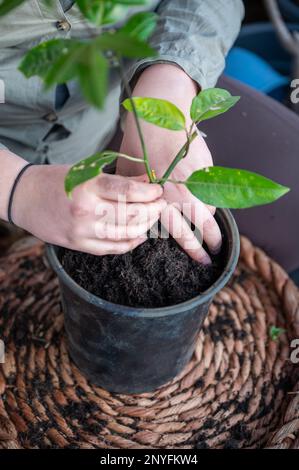 femme en gros plan rempot une plante de fruit de la passion dans un pot noir rond debout sur une table, vue de haut angle, pas de visage visible, plan vertical Banque D'Images