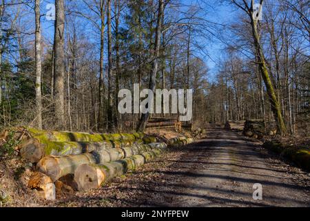 Pile de bois sur le côté d'une route forestière Banque D'Images