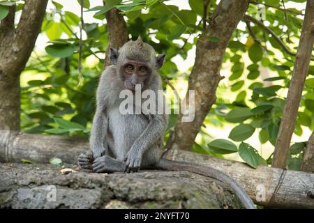 Photo du corps d'un jeune singe cynomolgus assis sur un mur de pierre qui regarde directement dans la caméra, les feuilles et une clôture en bois en arrière-plan. Banque D'Images