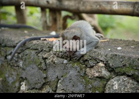 Photo du corps d'un petit singe cynomolgus allongé sur un mur de pierre patiné, avec des feuilles et une clôture en bois en arrière-plan. Banque D'Images