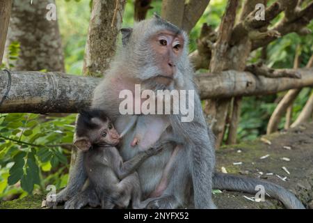 Plan de corps complet d'une mère de singe cynomolgus qui allaite son enfant, l'enfant est au foyer, la mère diffuse, les deux sont sur un mur de pierre. Banque D'Images