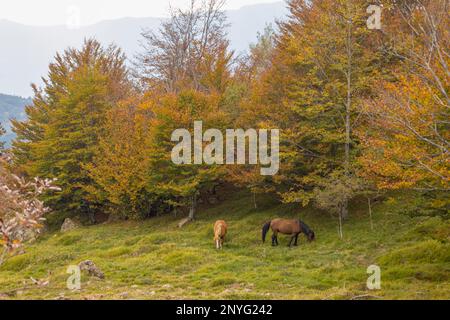 Paître les chevaux dans un paysage de montagne d'automne, province de Gênes, Italie Banque D'Images