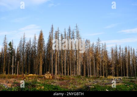 Paysage dans le Harz. Forêt avec arbres séchés. Conséquences du changement climatique. Sécheresse. Banque D'Images