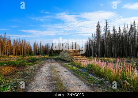 Paysage dans le Harz. Forêt avec arbres séchés. Conséquences du changement climatique. Sécheresse. Banque D'Images