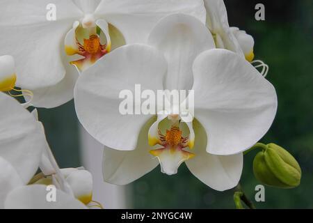 Un gros plan d'un vase en céramique rempli de fleurs blanches sur un rebord de fenêtre, avec lumière naturelle en streaming depuis la fenêtre Banque D'Images