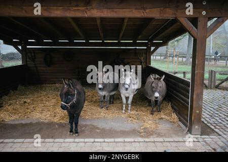 Quatre ânes sont debout dans une grange d'un zoo en hiver. Il y a des arbres dans la forêt et c'est brumeux. Banque D'Images