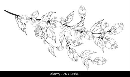 Arrière-plan floral délicat, branche de fleur luxueuse, cadre, bordure, avec des fleurs délicates et des branches de bourgeons. Tracé manuel de contour. Gravure. Avec Banque D'Images