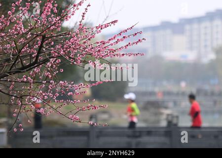 (230302) -- HANGZHOU, 2 mars 2023 (Xinhua) -- les joggeurs sont passés devant des fleurs de pruniers au parc de Renhu, dans le district de Fenghua à Ningbo, dans la province de Zhejiang, en Chine orientale, au 1 mars 2023. (Xinhua/Huang Zongzhi) Banque D'Images