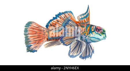 Poisson mandarin tropical isolé sur fond blanc. Illustration aquarelle d'animaux marins exotiques. Habitant de la barrière de corail, aquariums. A Banque D'Images