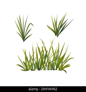 A set of grass on a white background. Watercolor illustration of meadow plants. Botanical image. Summer herbs. Wild-growing. Suitable for decoration, Banque D'Images
