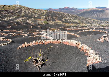 Vue imprenable sur le vignoble sur le sol volcanique noir à la garia, Lanzarote îles Canaries avec des vignes dans des fosses protégées par des brise-vent rocheux Banque D'Images