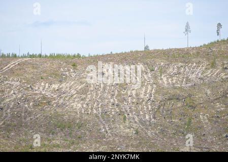 Jämtland / Suède - Grande coupe à blanc dans le nord de la Suède. Les scientifiques et les ONG critiquent la déforestation massive et la destruction des forêts. Banque D'Images