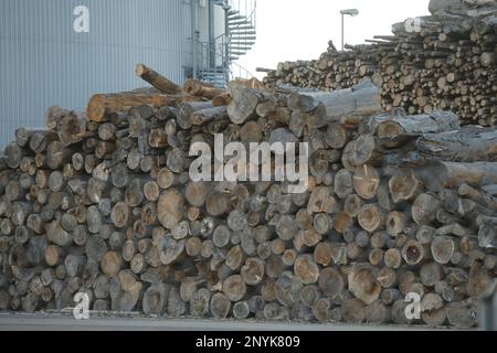 Linz / Autriche - dans une centrale à biomasse, d'énormes piles de grumes sont stockées, attendant d'être brûlées et transformées en dommages climatiques CO2. Banque D'Images