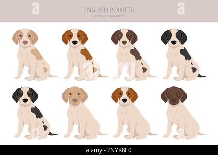 Cliquez sur pointeur anglais.Différentes poses, ensemble de couleurs de pelage.Illustration vectorielle Illustration de Vecteur