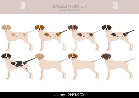 Cliquez sur pointeur anglais.Différentes poses, ensemble de couleurs de pelage.Illustration vectorielle Illustration de Vecteur