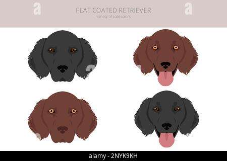 Clipart de retriever à revêtement plat.Différentes poses, ensemble de couleurs de pelage.Illustration vectorielle Illustration de Vecteur