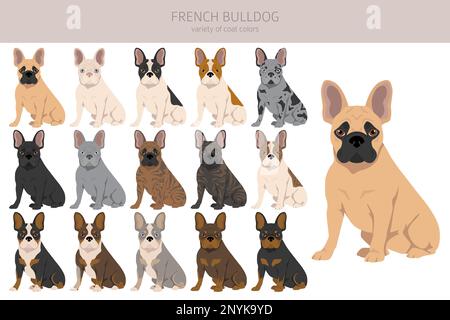 Des bouldogs français dans différentes poses. Kit pour adulte et chiot. Illustration vectorielle Illustration de Vecteur