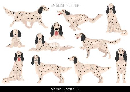 Clipart de l'anglais.Différentes poses, ensemble de couleurs de pelage.Illustration vectorielle Illustration de Vecteur