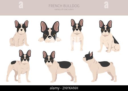 Des bouldogs français dans différentes poses. Kit pour adulte et chiot. Illustration vectorielle Illustration de Vecteur