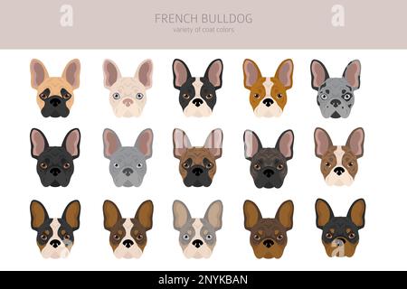 Des bouldogs français dans différentes poses. Kit pour adulte et chiot. Illustration vectorielle Illustration de Vecteur