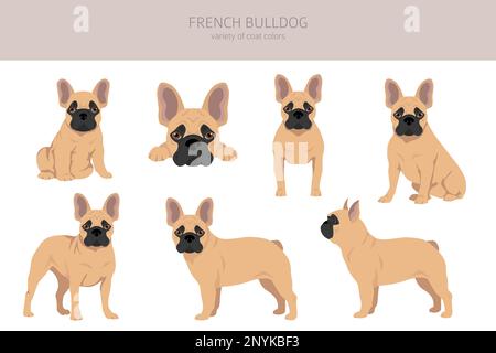 Des bouldogs français dans différentes poses. Kit pour adulte et chiot. Illustration vectorielle Illustration de Vecteur