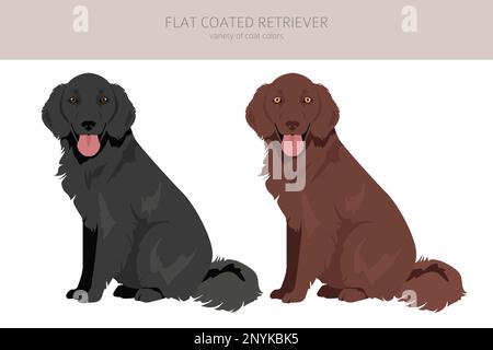 Clipart de retriever à revêtement plat.Différentes poses, ensemble de couleurs de pelage.Illustration vectorielle Illustration de Vecteur