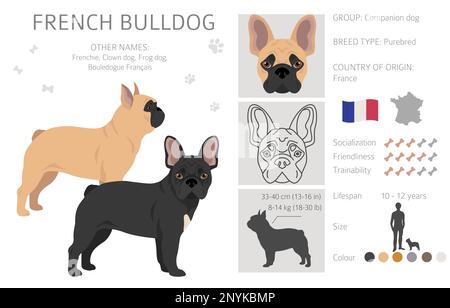 Des bouldogs français dans différentes poses. Kit pour adulte et chiot. Illustration vectorielle Illustration de Vecteur