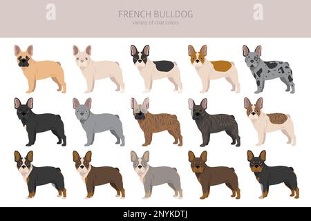 Des bouldogs français dans différentes poses. Kit pour adulte et chiot. Illustration vectorielle Illustration de Vecteur