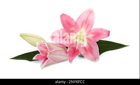 Belles fleurs lily rose sur fond blanc Banque D'Images