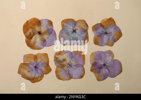 Fleurs sauvages séchées de prairie sur fond beige, plat Banque D'Images