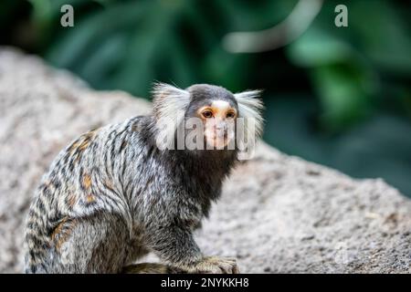 Le marmoset commun (Callithix jacchus) est un singe du Nouveau monde. Il vivait à l'origine sur la côte nord-est du Brésil, Banque D'Images