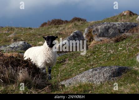 Blackface écossaise dans le parc national de Dartmoor. Banque D'Images