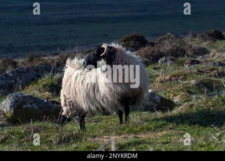 Blackface écossaise dans le parc national de Dartmoor. Banque D'Images