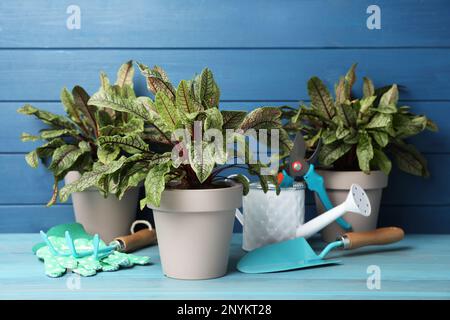 Plantes d'étrel en pot et outils de jardinage sur table en bois bleu clair Banque D'Images