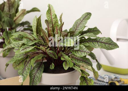 Plantes de sorrel en pot et outils de jardinage sur fond léger, gros plan Banque D'Images