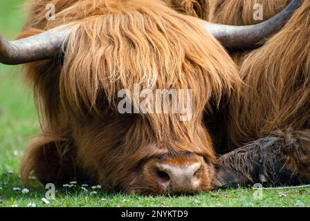 Gros plan de la tête d'une vache Highland dormant/reposant. Banque D'Images