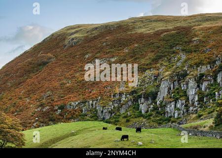 Les bovins de boucherie noirs paissent sous les falaises de dolérite de Holwick Scars Upper Teesdale, comté de Durham, une partie de Whin Sill, avec des fougères, des fougères et des genévriers Banque D'Images