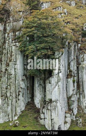 Sycamore Rowan et Juniper poussent sur les falaises de dolérite de Holwick Scars Upper Teesdale, comté de Durham, qui font partie du Whin Sill Banque D'Images