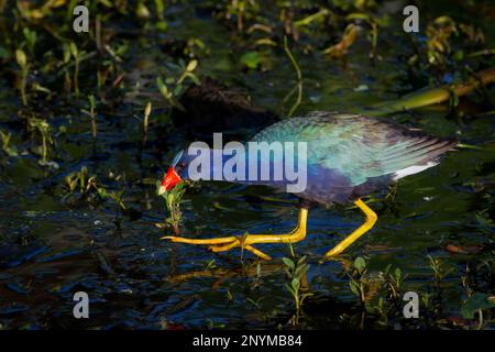 Pourpre Gallinule (Porphyrio martinicus) fourrageant dans le milieu humide, dans le milieu humide de Wakodahatchee, Floride. Banque D'Images