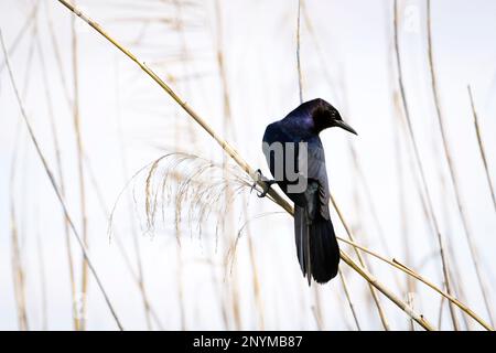 Grackle à queue bateau (Quiscalus Major) perchée en roseau, parc national des Everglades, Floride, États-Unis. Banque D'Images