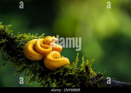 Vipère de la paupière (Bothriechis schlegelii) de coloration jaune, enroulé sur la branche, Costa Rica. Banque D'Images