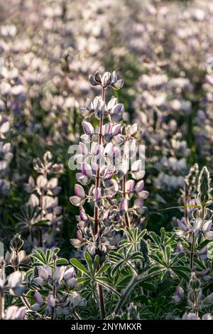 Champ de lupins roses sauvages fleuris au soleil du matin. Israël Banque D'Images