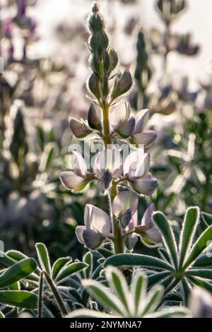 Les lupins roses sauvages en fleurs se ferment sous le soleil du matin. Israël Banque D'Images