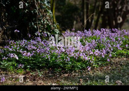 Dentaria bulbifera. Cardamine, fleurs de la première forêt printanière, foyer sélectif. Fleurs de forêt pourpres et lilas. Magnifique fond floral printanier Banque D'Images