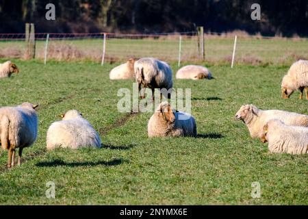 DEU, Deutschland, Nordrhein-Westfalen, Niederrhein, Hamminkeln, Dingden, 01.03.2023: Schafe auf einer Wiese im Naturschutzgebiet Dingdener Heide, die Banque D'Images