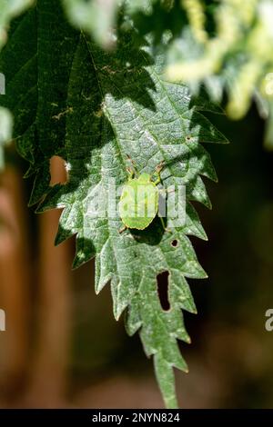 La nymphe finale de l'insecte vert commun, Palomena prasina, reposant sur une feuille d'ortie Banque D'Images