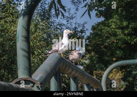 Un petit gull noir adulte, Larus fuscus, en été, s'assit sur la rampe d'un pont avec un jeune mendiant pour la nourriture légèrement hors FO Banque D'Images