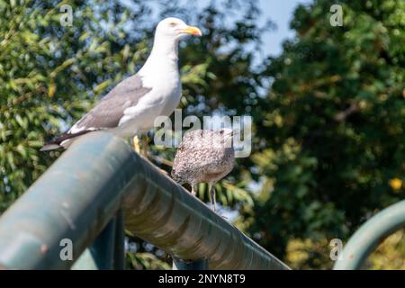 Un jeune petit guette à dos noir, Larus fuscus, s'assit sur la rampe d'un pont qui supplie de manger d'un peu hors foyer chez l'adulte en plu d'été Banque D'Images